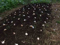 Pregătirea solului pentru debarcare de usturoi de iarnă