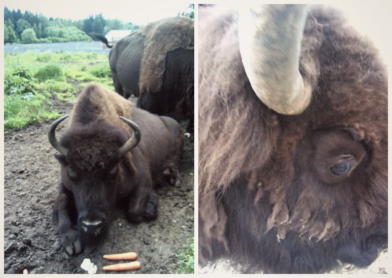 Un traseu detaliat pentru bizonul Toxovsky, viața lui Jo