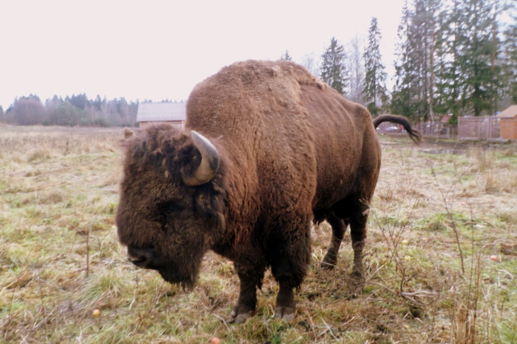 Un traseu detaliat pentru bizonul Toxovsky, viața lui Jo