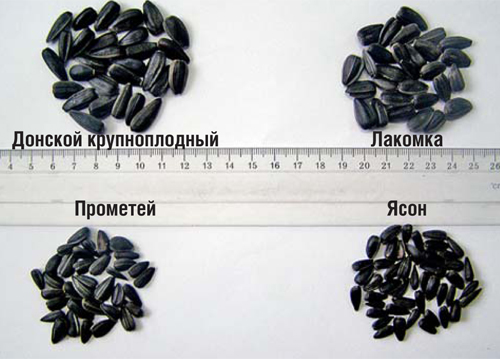 Слънчоглед за сладкари (около сладкарски сортове слънчоглед), царевица на сайта