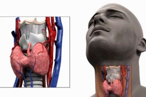 Viața completă și hormonii sexuali ai glandei tiroide