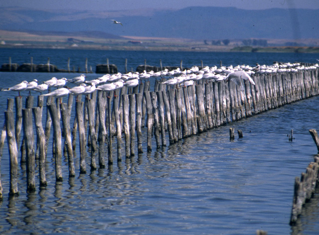 Pomorie este un centru important pentru tratarea diferitelor boli