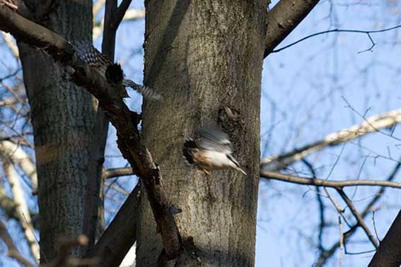 Nuthatch, păsărică de păsări, păsări de pădure, animale