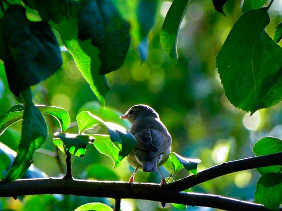 Nuthatch, păsărică de păsări, păsări de pădure, animale