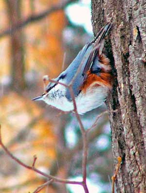 Nuthatch, păsărică de păsări, păsări de pădure, animale