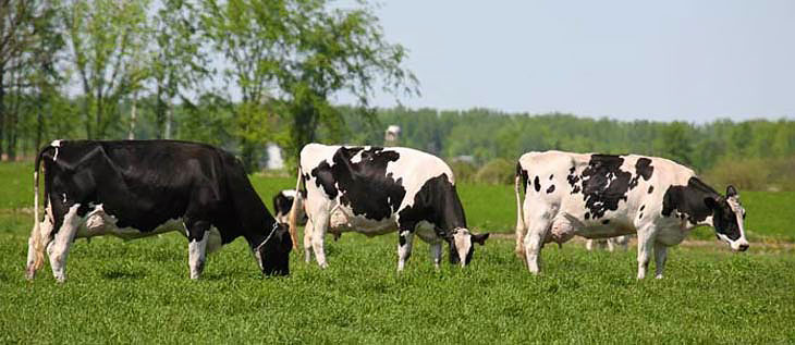 Rasă de vaca Holstein, vaci Holstein, vaci Holstein-Friesian, bovine friesian holstein,