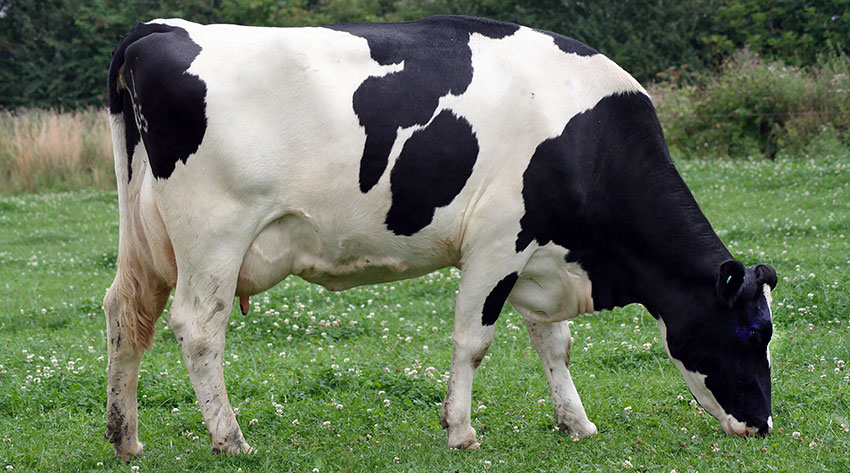 Holstein fajta tehenek, Holstein tehén, Holstein-fríz tehén, holstein-fríz, (tehén) Breed Holstein tehén, Holstein tehén, holstein-fríz tehén, holstein-fríz,
