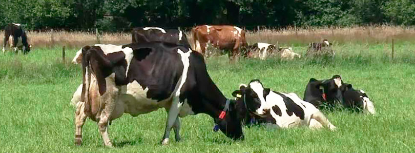 Rasă de vaca Holstein, vaci Holstein, vaci Holstein-Friesian, bovine friesian holstein,