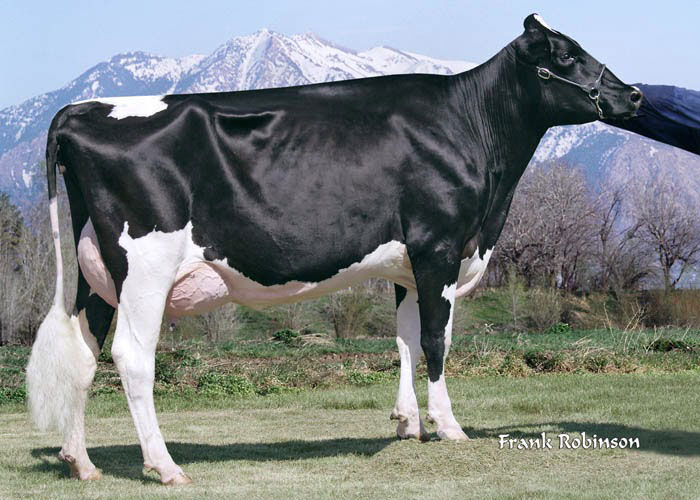 Rasă de vaca Holstein, vaci Holstein, vaci Holstein-Friesian, bovine friesian holstein,