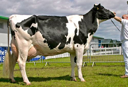 Rasă de vaca Holstein, vaci Holstein, vaci Holstein-Friesian, bovine friesian holstein,