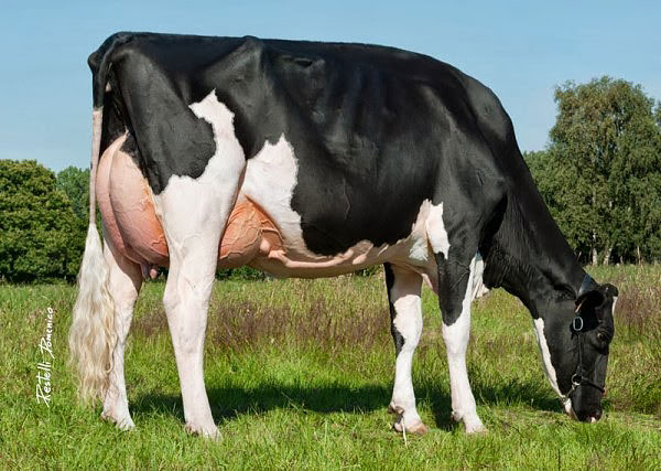 Rasă de vaca Holstein, vaci Holstein, vaci Holstein-Friesian, bovine friesian holstein,