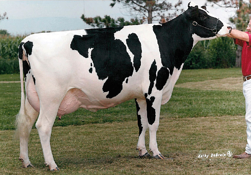 Порода корів голштинська, голштинские корови, голштино-фризькі корови, holstein friesian cattle,