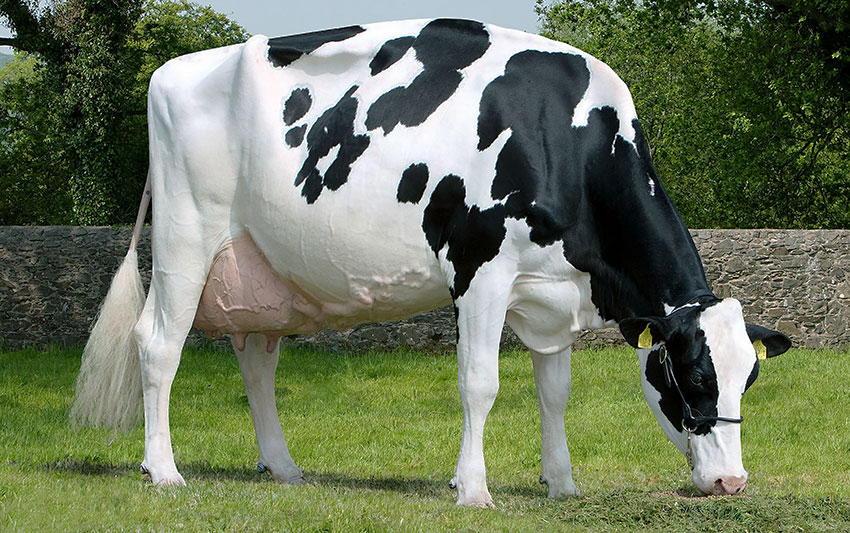 Rasă de vaca Holstein, vaci Holstein, vaci Holstein-Friesian, bovine friesian holstein,