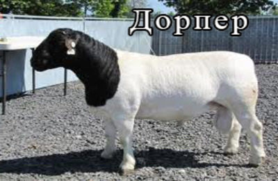 Порода овець дорпер опис і характеристика виду