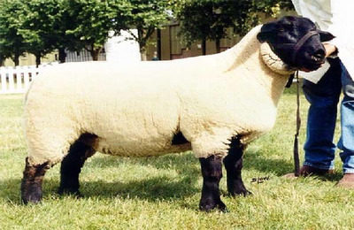 Descrierea și descrierea speciilor de oi