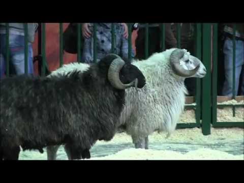 Descrierea și descrierea speciilor de oi