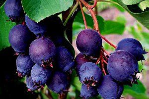Plantarea și îngrijirea unui fruct de arbuști decorativ