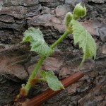 Pinch de vin, zengarden - struguri în zona Jytomyr