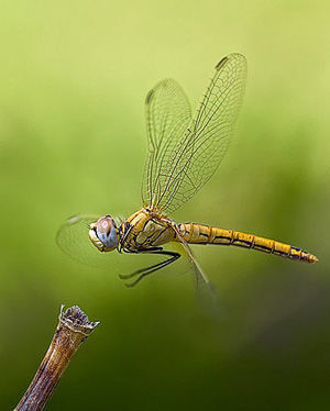 Secretul profesional al fotografiei macro