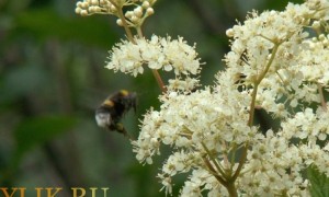 Plant - мед растение Meadowsweet и Medoproduktivnost