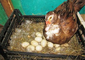 Розведення індоуток час, коли Індоутка починає нести яйця і догляд за птицею в домашніх умовах