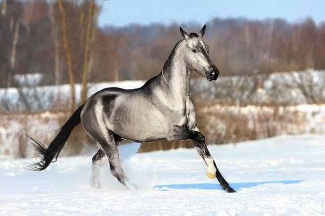 Рідкісні і незвичайні масті коней (10 фото)