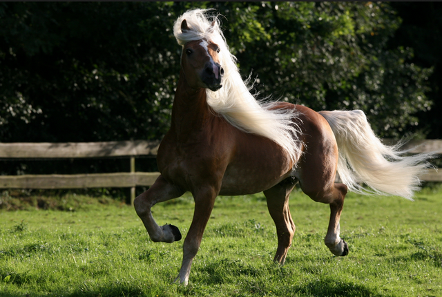 Рідкісні і незвичайні масті коней (10 фото)