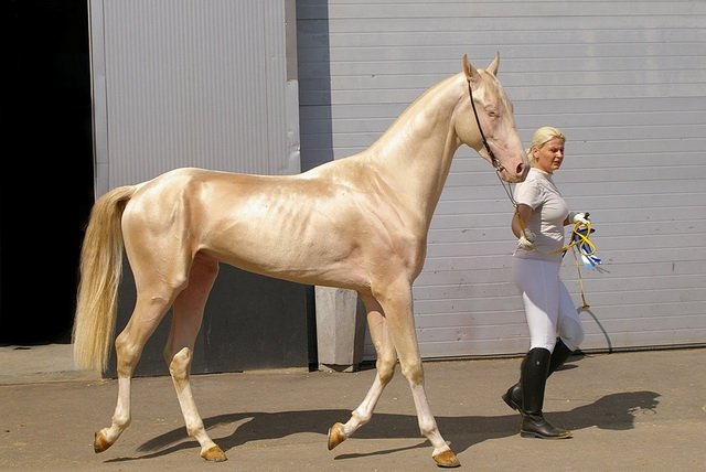 Costume rare și neobișnuite de cai (10 poze)