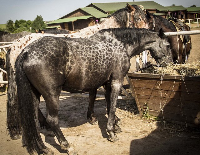 Costume rare și neobișnuite de cai (10 poze)