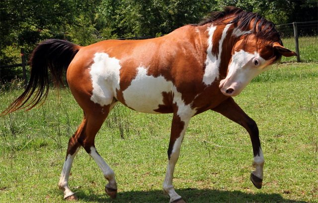 Рідкісні і незвичайні масті коней (10 фото)