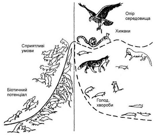 Reglementarea populației - elementele de bază ale ecologiei populației