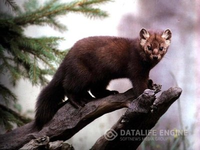 Javaslatok, hogyan vadásznak lóháton kutyákkal (idő) Javaslatok, hogyan vadásznak a kutyák lóháton