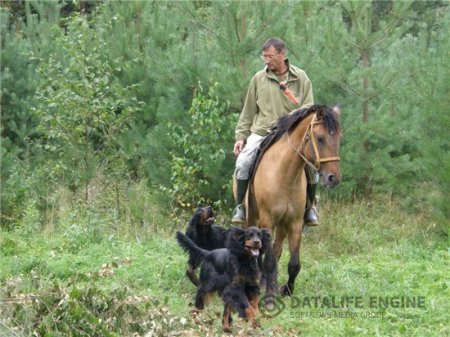 Рекомендації як полювати на коні з собаками