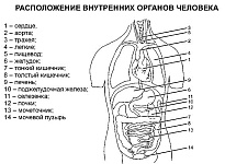 Резервні можливості організму людини, енергія за рахунок харчування