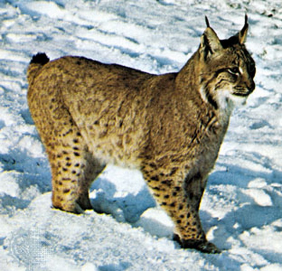 Lynx în mitologie