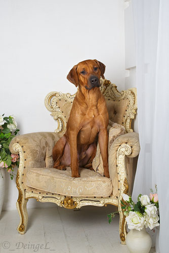 Родезійський риджбек - сонячна собака
