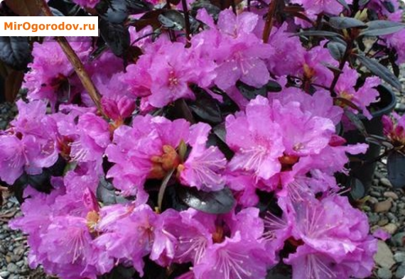 Rhododendron Daursky - un simbol al victoriei asupra iernii