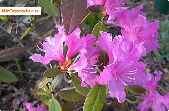 Rhododendron Daursky - un simbol al victoriei asupra iernii