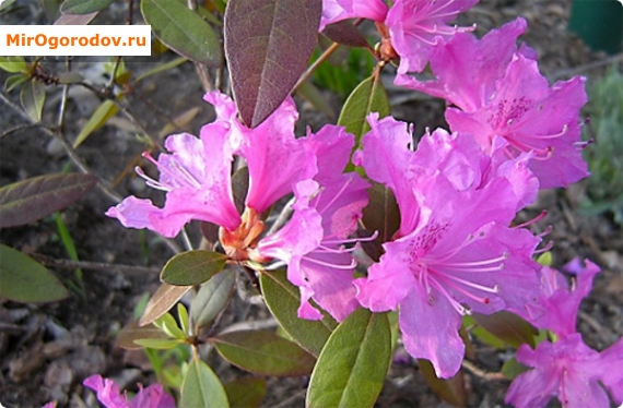 Dahurian Rhododendron - jelképe győzelem a téli