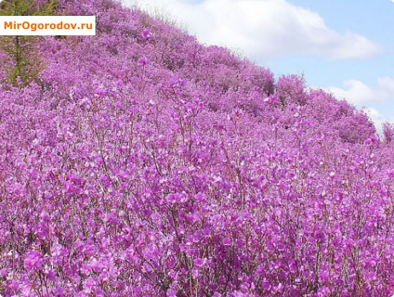 Dahurian Rhododendron - jelképe győzelem a téli