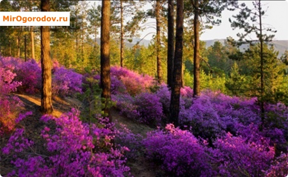 Rhododendron Daursky - un simbol al victoriei asupra iernii