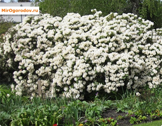 Dahurian Rhododendron - jelképe győzelem a téli