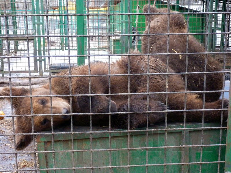 Centrul de carantină din Rusia pentru animale sălbatice a fost crescut în Rappolovo