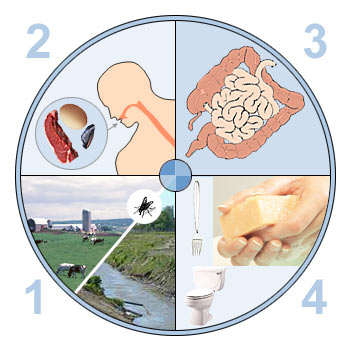 Rotavírus okozta gastroenteritis gyermekek - tünetek megelőzésére és kezelésére rotavírus