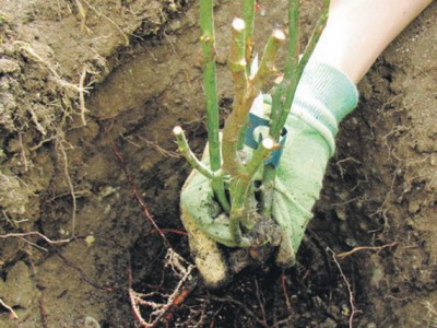 Rózsaültetés, ellátás és metszés ősszel és tavasszal - Virágok Enciklopédia