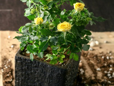 Trandafiri de plantare, îngrijire și tăiere în toamnă și primăvară - encyclopedia de flori
