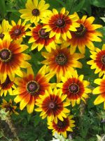 Rudbeckia 