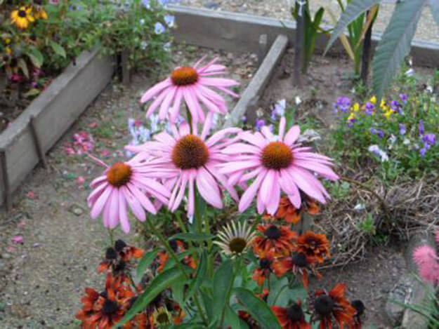 Rudbeckia évelő ültetési és gondozási ültetés és virágzás