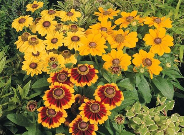 Rudbeckia évelő ültetési és gondozási ültetés és virágzás