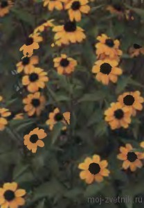 Рудбекия (rudbeckia), мій квітник!